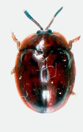   Pseudostilpnaspis  habitus. 